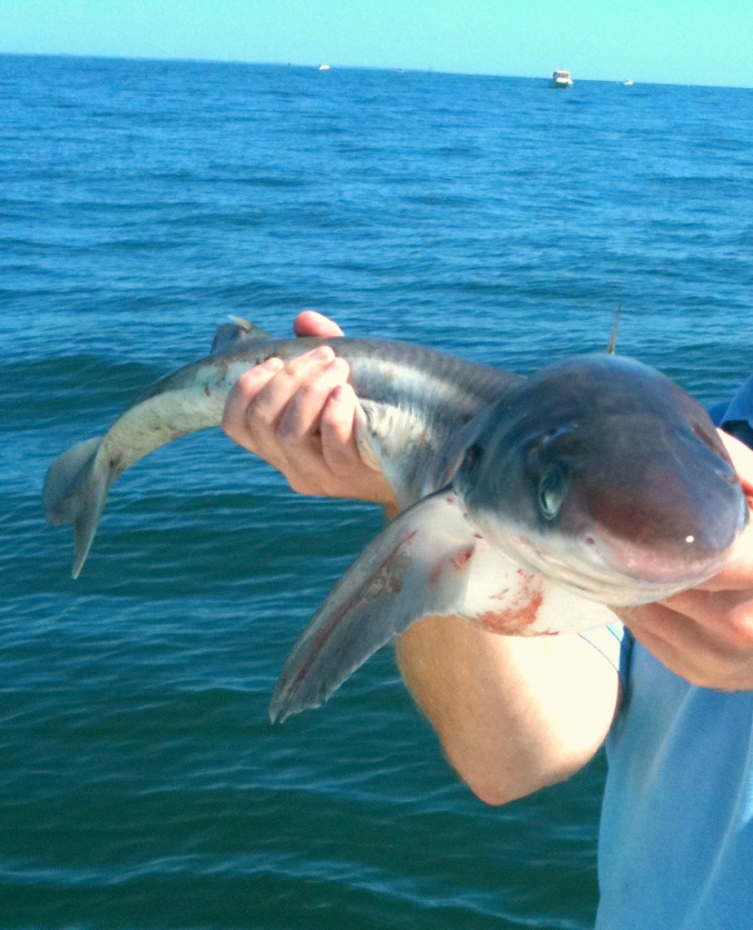 ugly_fish_spiny_Dogfish