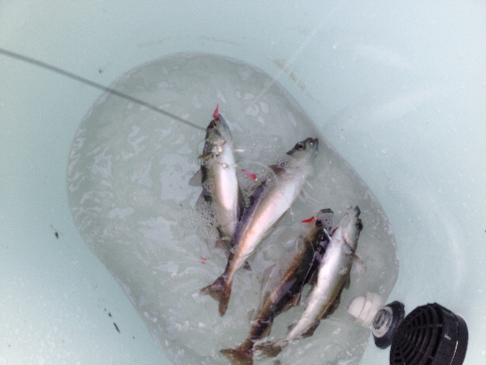 Striped bass fishing success using live bait - Boston Harbor