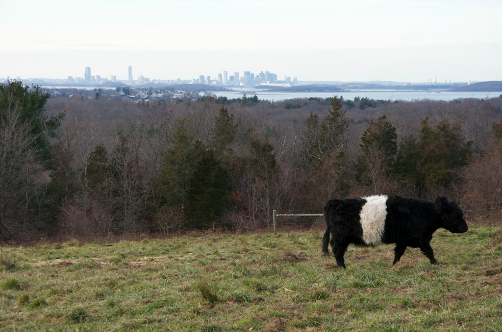 boston skyline from wier river farm 