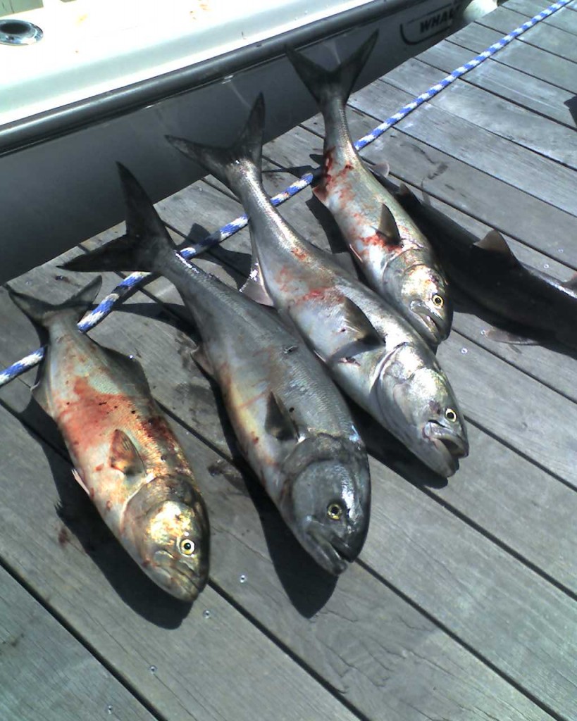 Bluefish: love them or hate them, make for great fishing and good