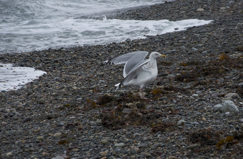 boston harbor birds