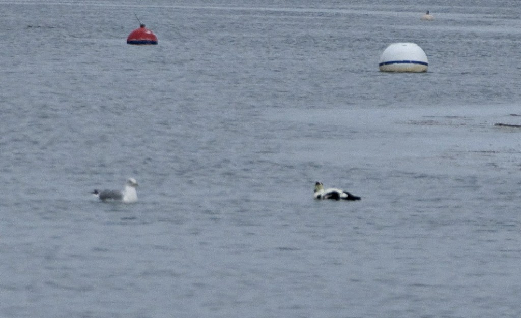common eider