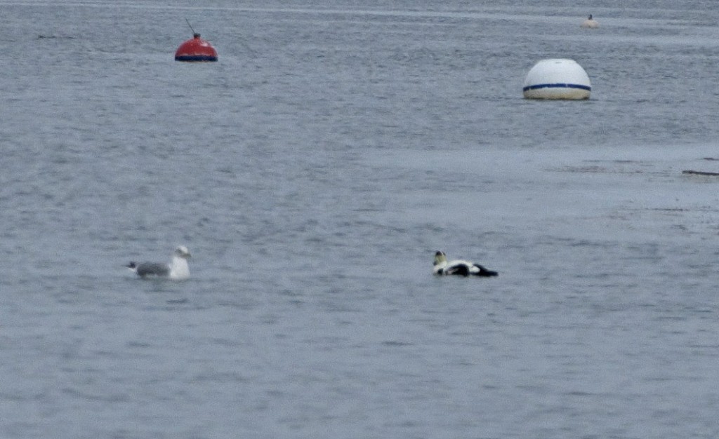 common eider