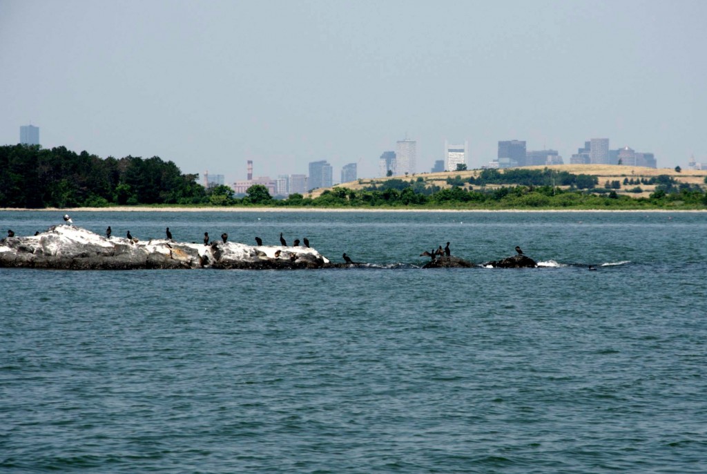 rainsford island