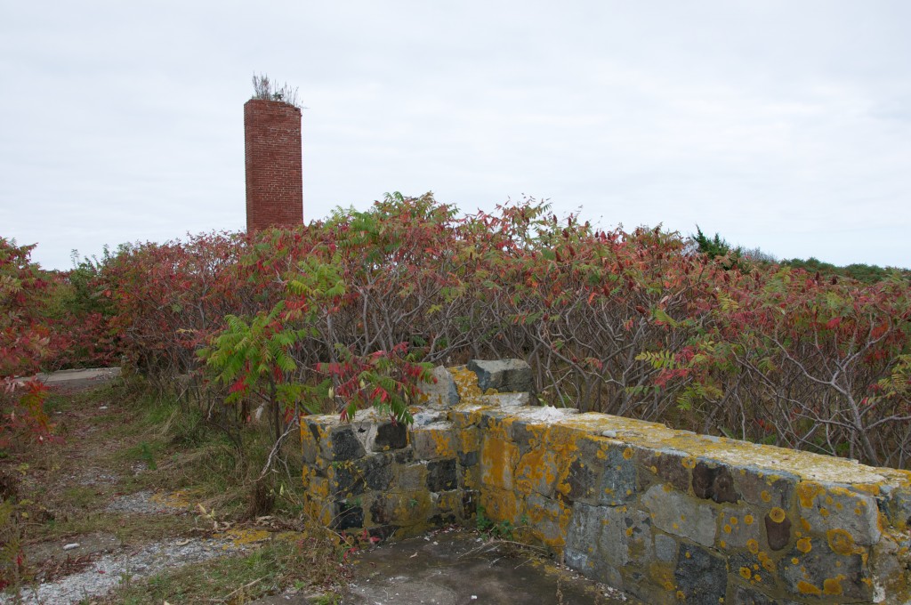 calf island