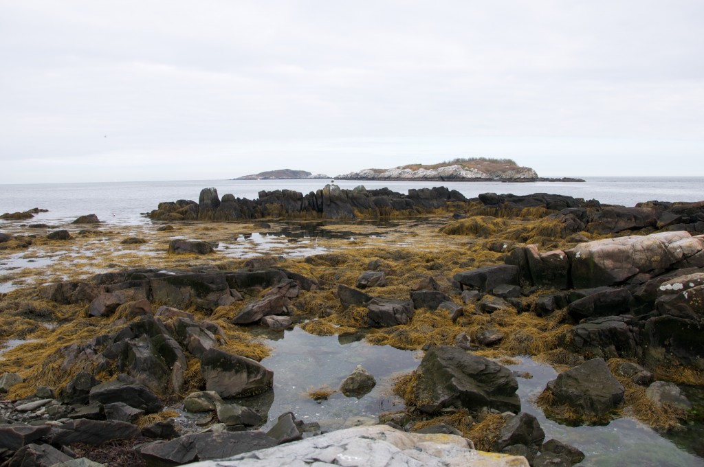 calf island