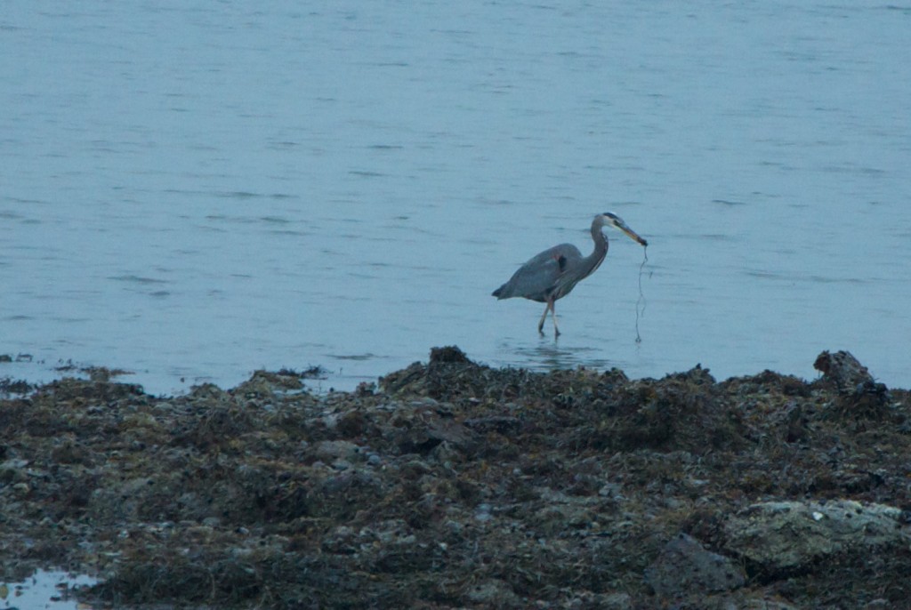 thompson island